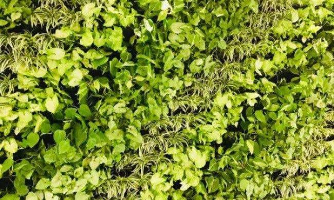 Vertical Garden Products (6)